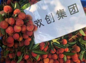 夏日好“枝”味，完美网页版登录入口_完美(中国)集团发福“荔”啦